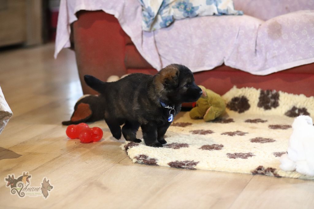 De Viknane - Chiot disponible  - Berger Allemand Poil Long