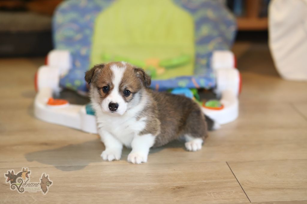 De Viknane - Chiot disponible  - Welsh Corgi Pembroke