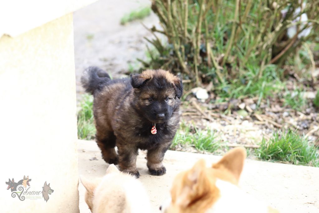 De Viknane - Chiot disponible  - Berger Allemand Poil Long