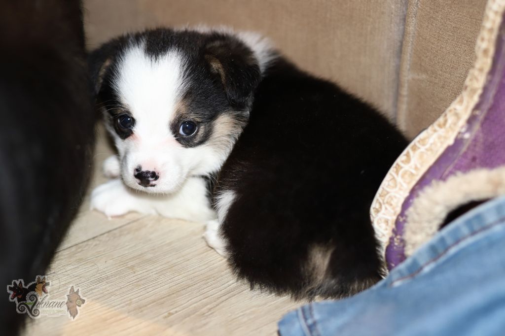 De Viknane - Chiot disponible  - Welsh Corgi Pembroke