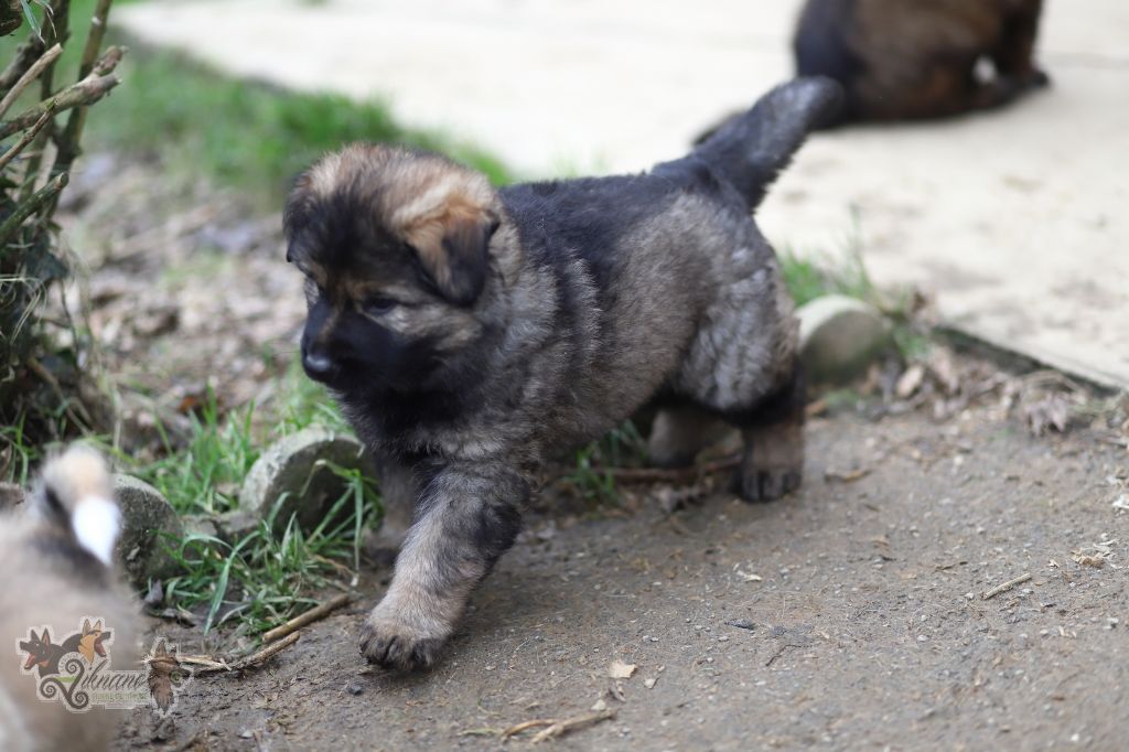 De Viknane - Chiot disponible  - Berger Allemand Poil Long