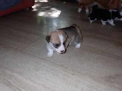 Mâle fauve bobtail