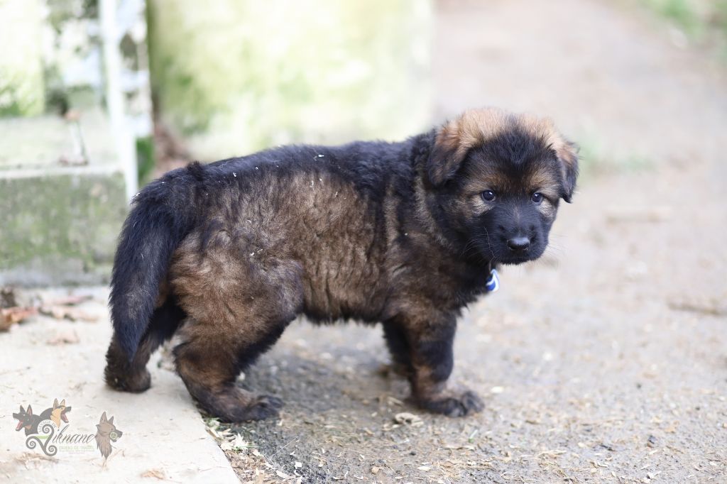 De Viknane - Chiot disponible  - Berger Allemand Poil Long