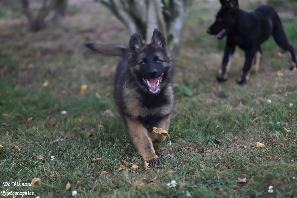 chiot Berger Allemand Poil Long De Viknane