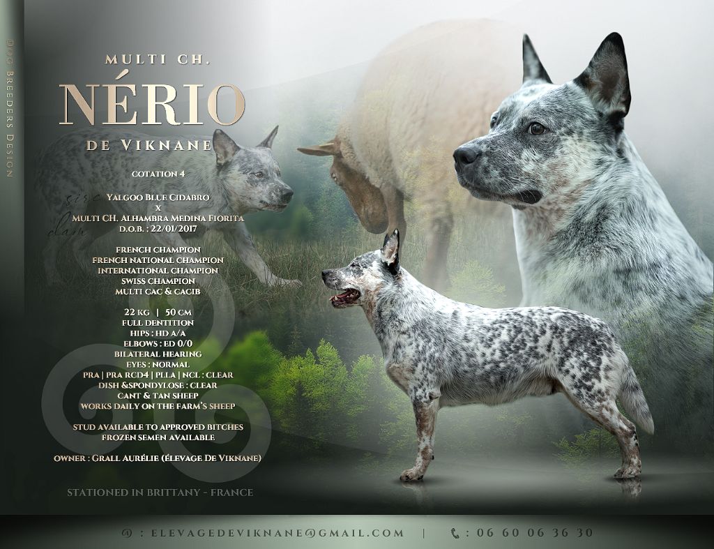 CH. Multi. nério De Viknane