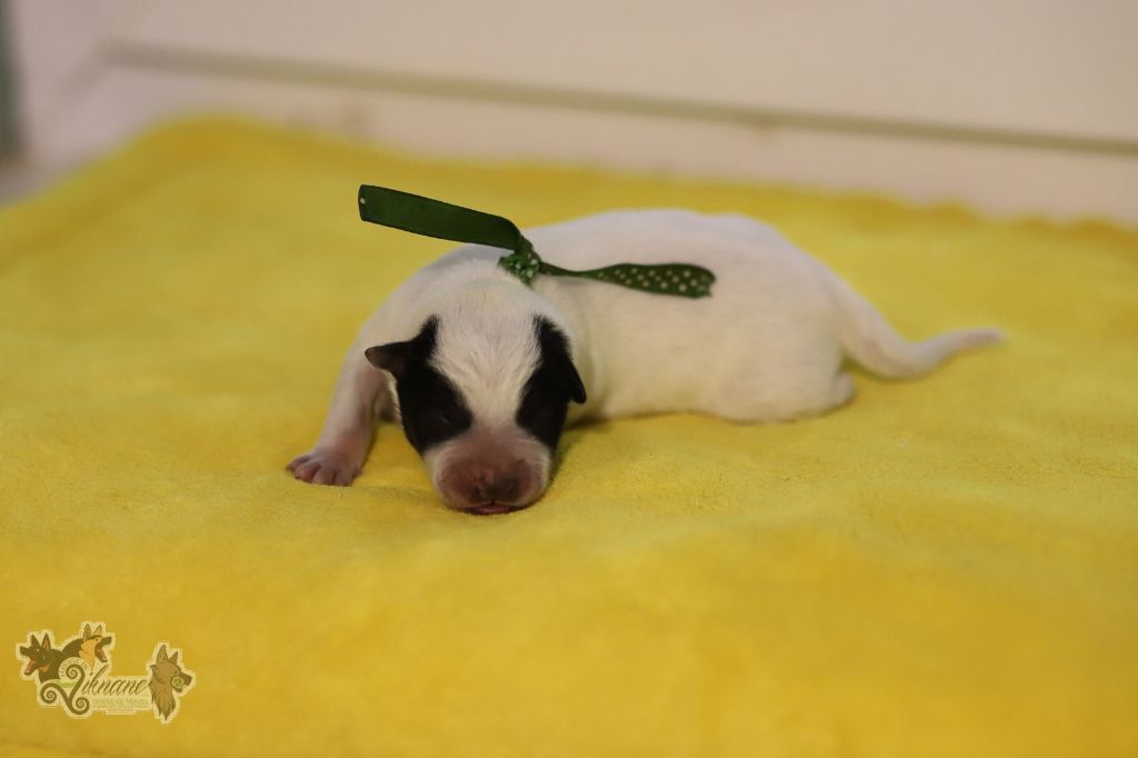 De Viknane - Chiots disponibles - Bouvier australien