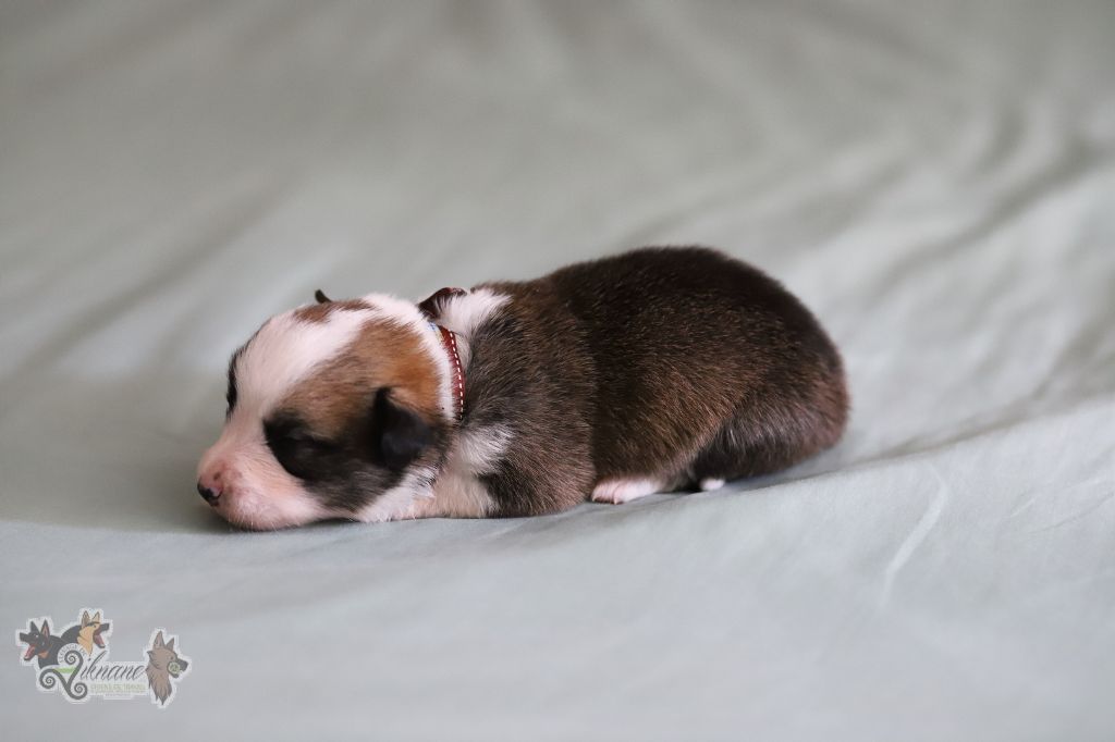 De Viknane - Chiots disponibles - Welsh Corgi Pembroke