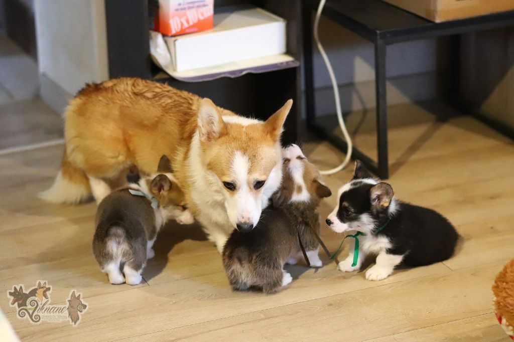 Chiot Welsh Corgi Pembroke De Viknane
