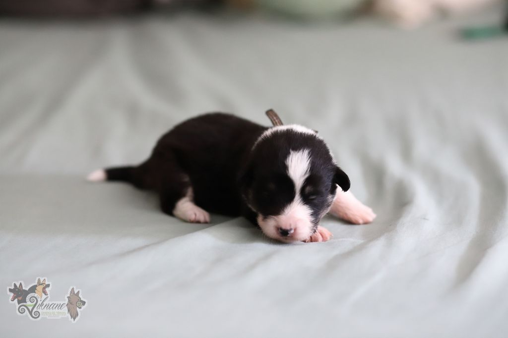 De Viknane - Chiots disponibles - Welsh Corgi Pembroke