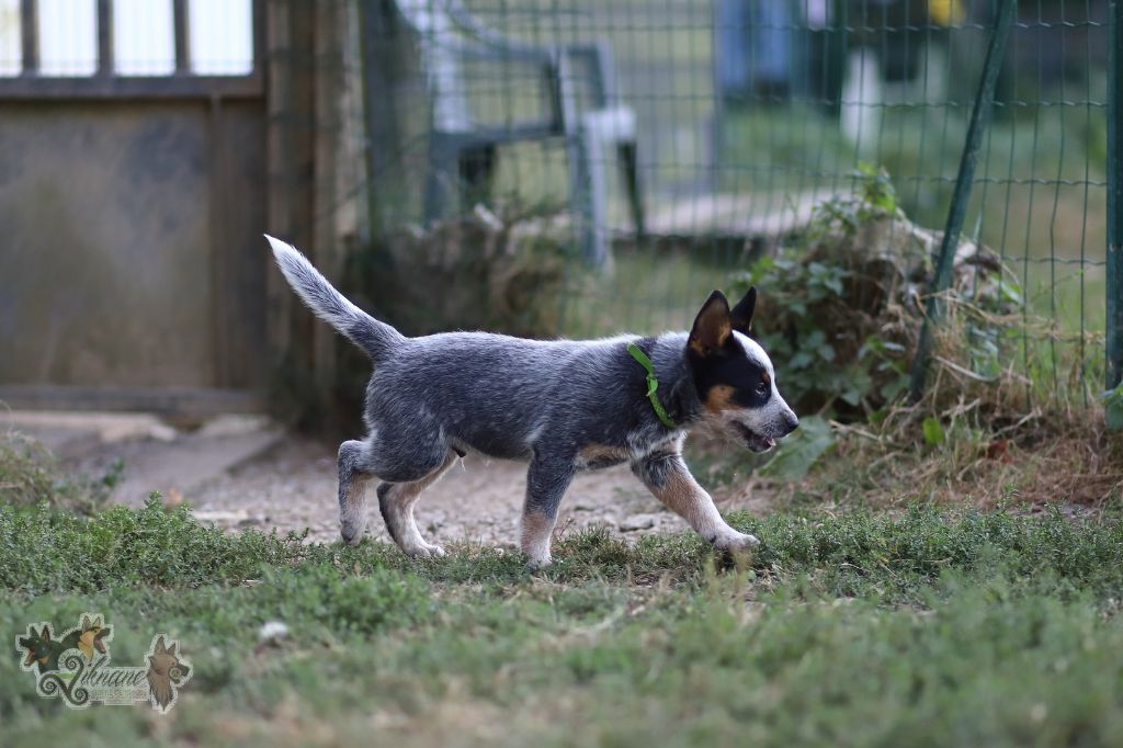 De Viknane - Chiots disponibles - Bouvier australien