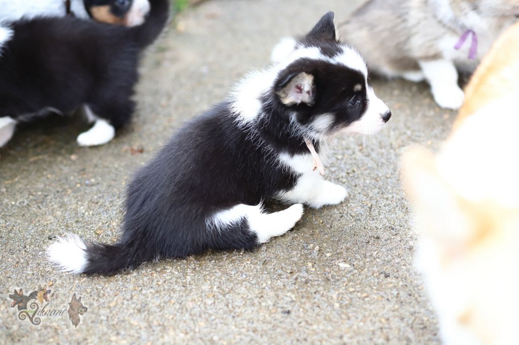 De Viknane - Chiots disponibles - Welsh Corgi Pembroke