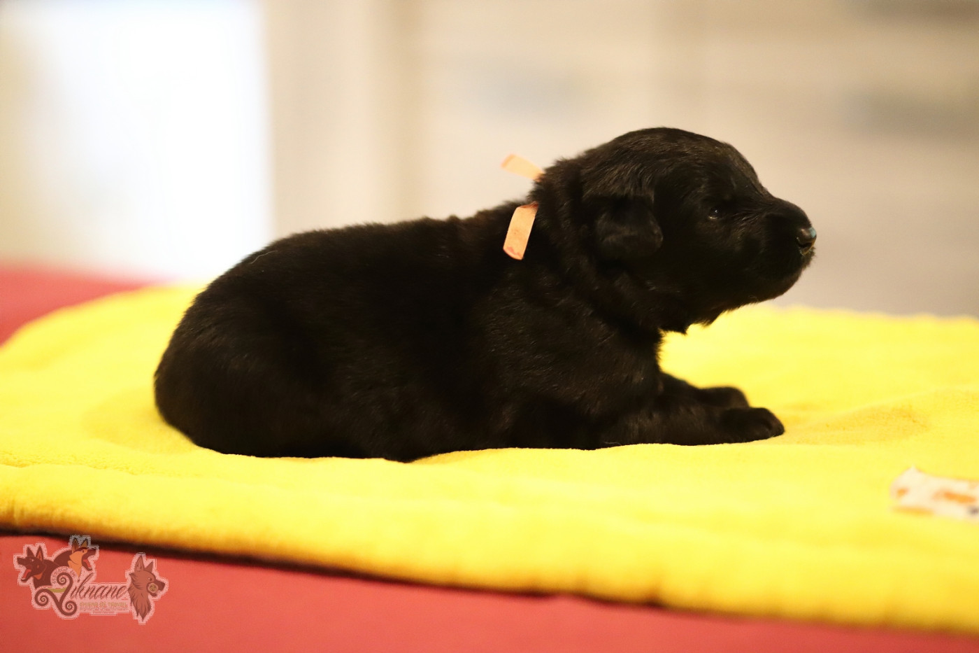 De Viknane - Chiots disponibles - Berger Allemand Poil Long