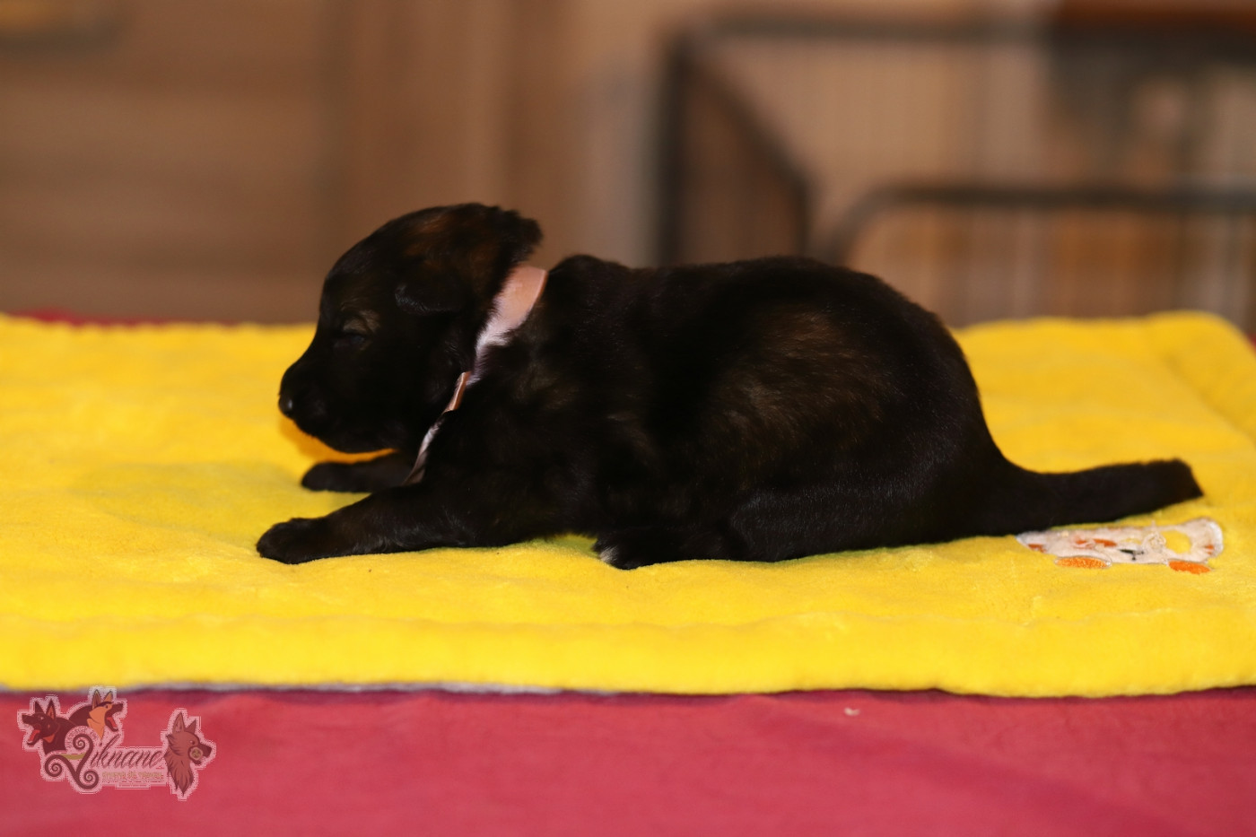 De Viknane - Chiots disponibles - Berger Allemand Poil Long