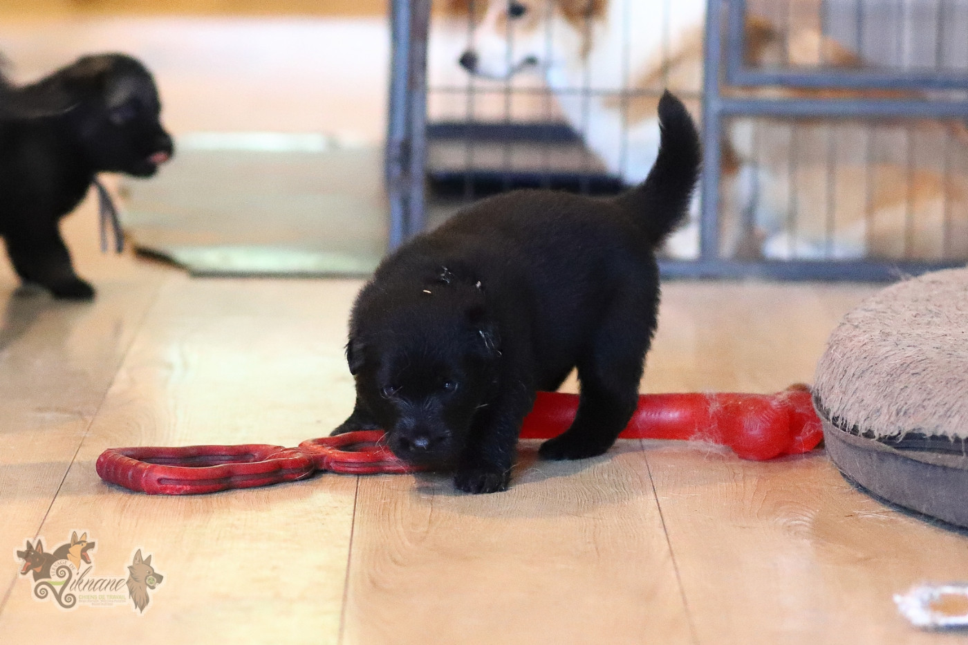 De Viknane - Chiots disponibles - Berger Allemand Poil Long