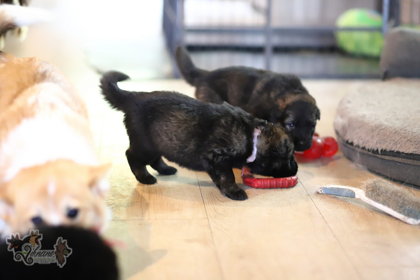 De Viknane - Chiots disponibles - Berger Allemand Poil Long