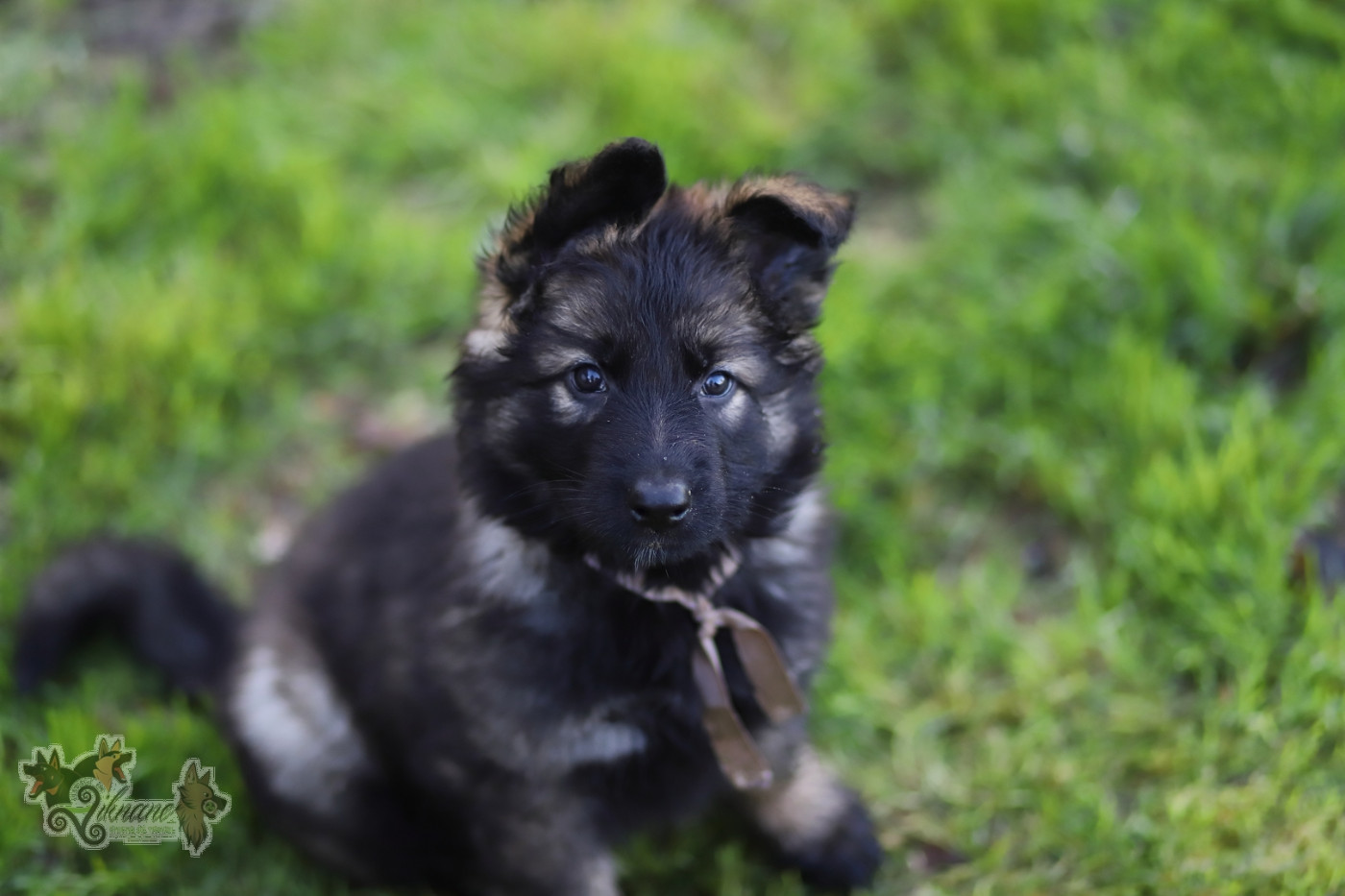 De Viknane - Chiots disponibles - Berger Allemand Poil Long