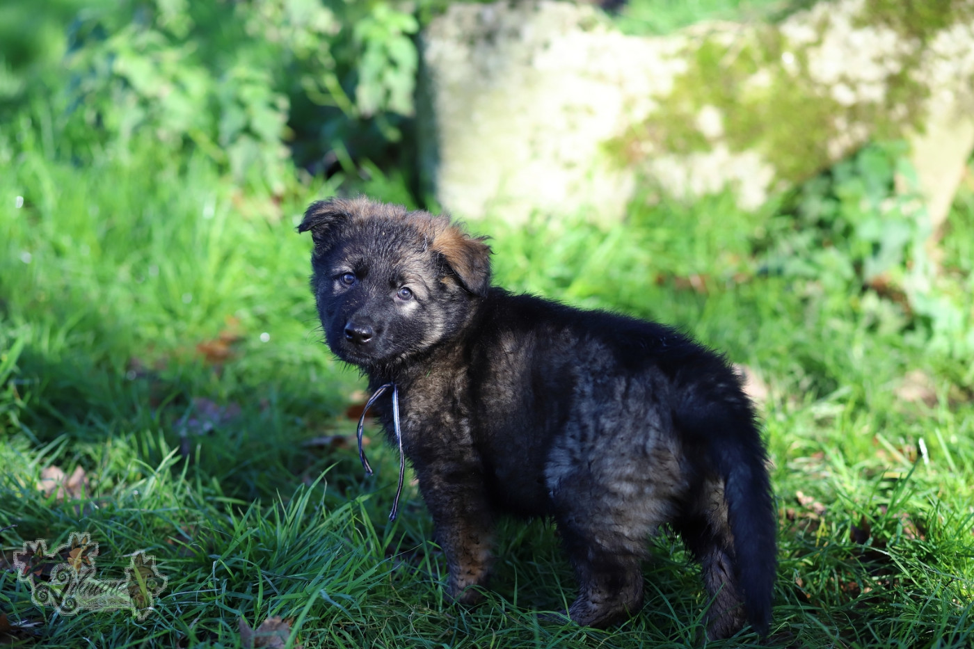 De Viknane - Chiots disponibles - Berger Allemand Poil Long