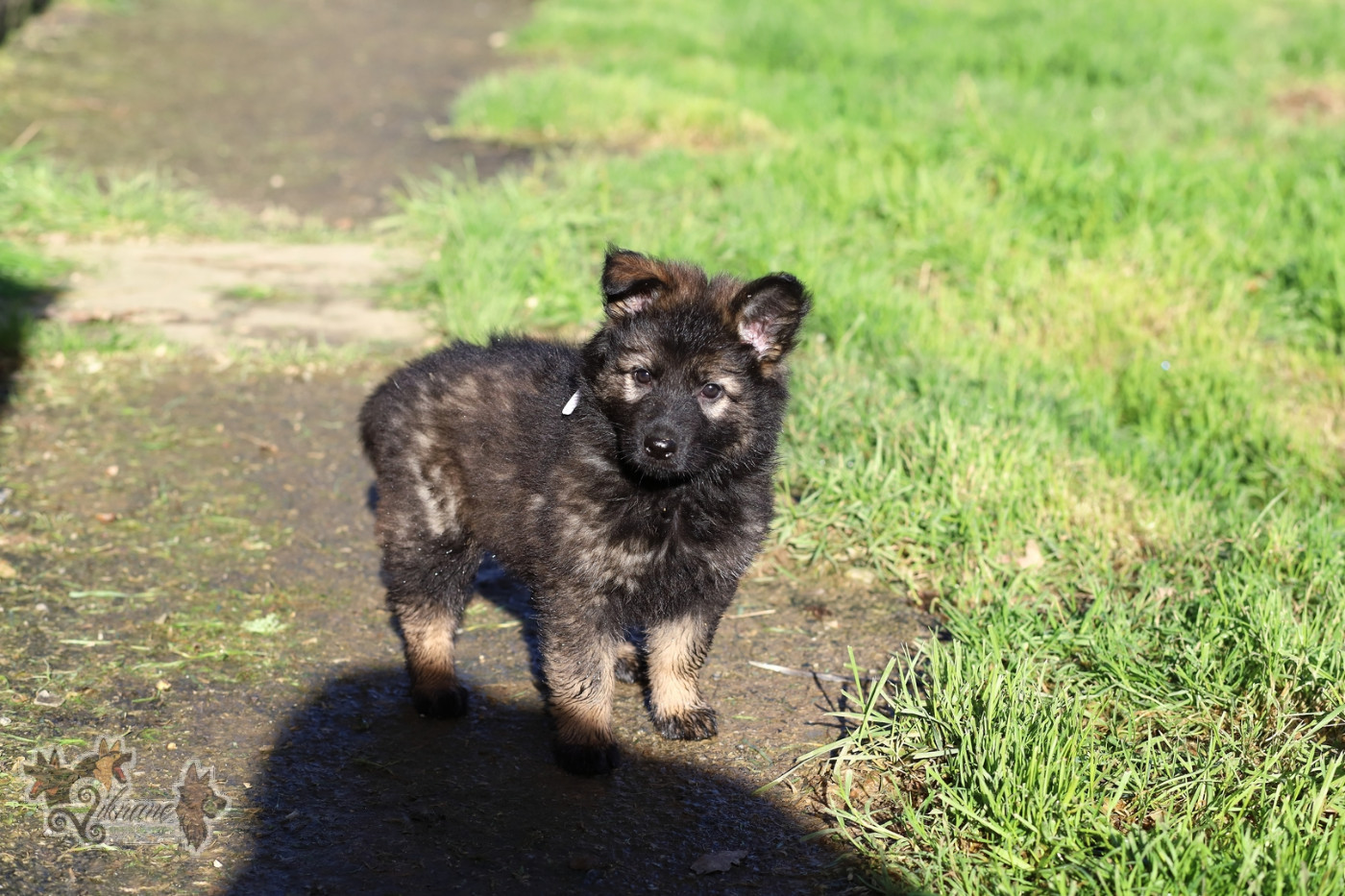 De Viknane - Chiots disponibles - Berger Allemand Poil Long