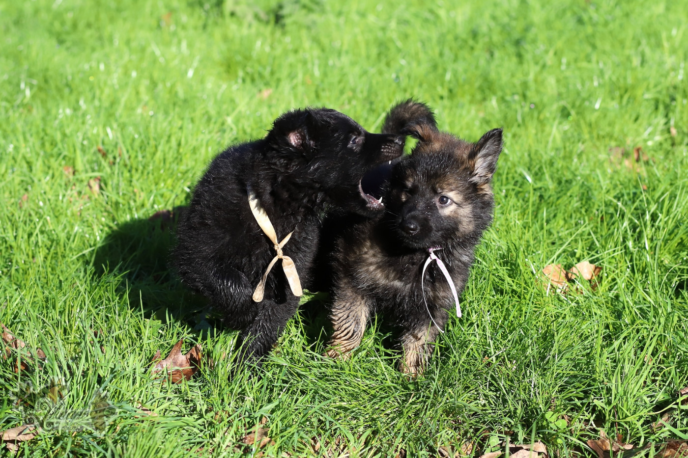 De Viknane - Berger Allemand Poil Long - Portée née le 06/10/2025