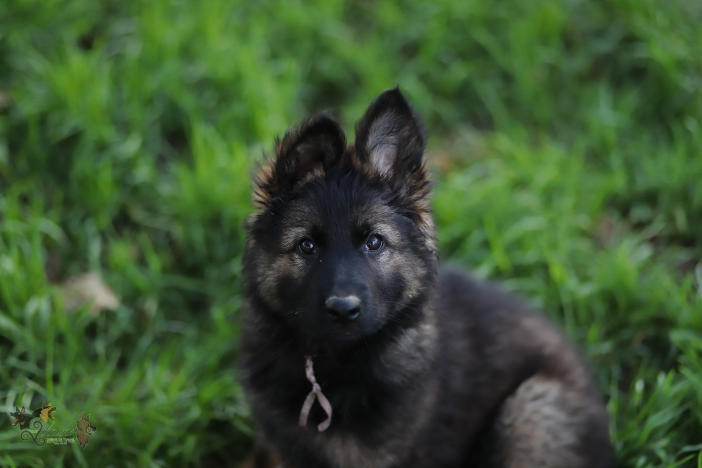 De Viknane - Chiots disponibles - Berger Allemand Poil Long