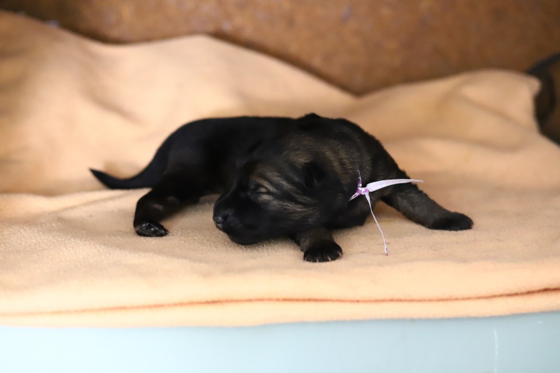 De Viknane - Chiots disponibles - Berger Allemand Poil Long
