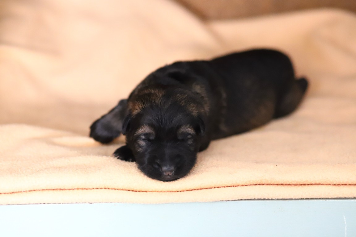 De Viknane - Chiots disponibles - Berger Allemand Poil Long