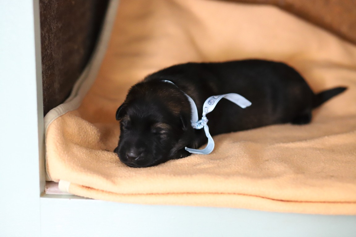 De Viknane - Chiots disponibles - Berger Allemand Poil Long