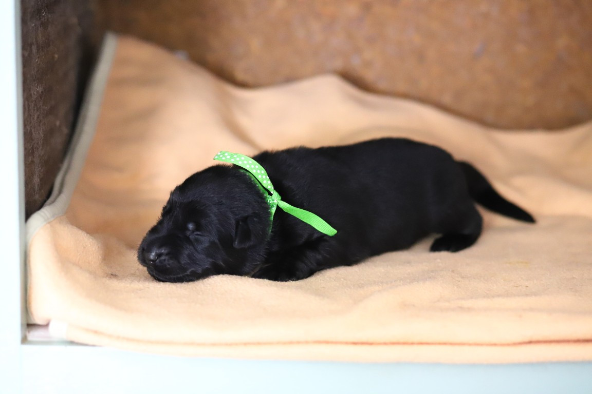 De Viknane - Chiots disponibles - Berger Allemand Poil Long