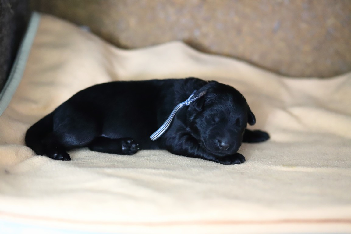 De Viknane - Chiots disponibles - Berger Allemand Poil Long