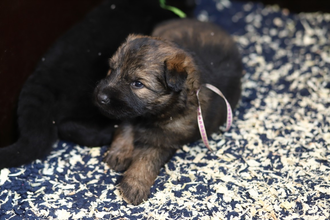 De Viknane - Chiots disponibles - Berger Allemand Poil Long