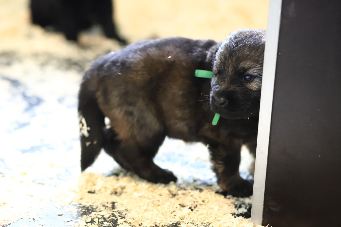 De Viknane - Chiots disponibles - Berger Allemand Poil Long