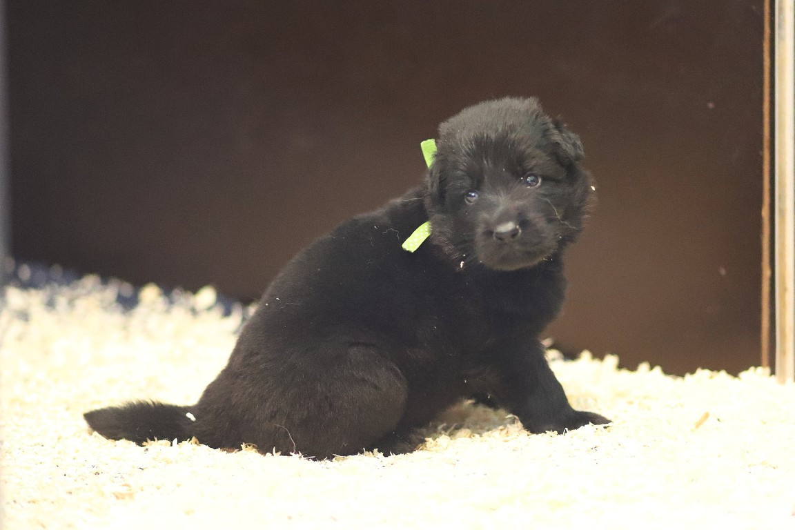 De Viknane - Chiots disponibles - Berger Allemand Poil Long