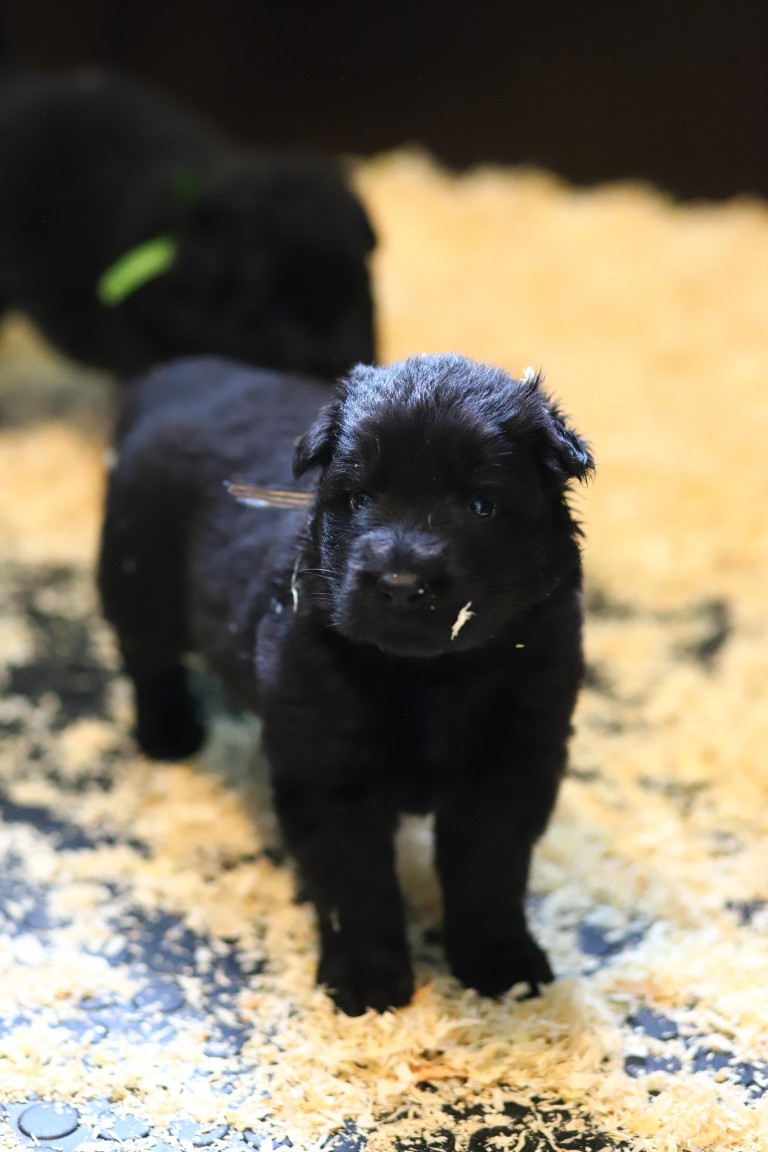 De Viknane - Chiots disponibles - Berger Allemand Poil Long