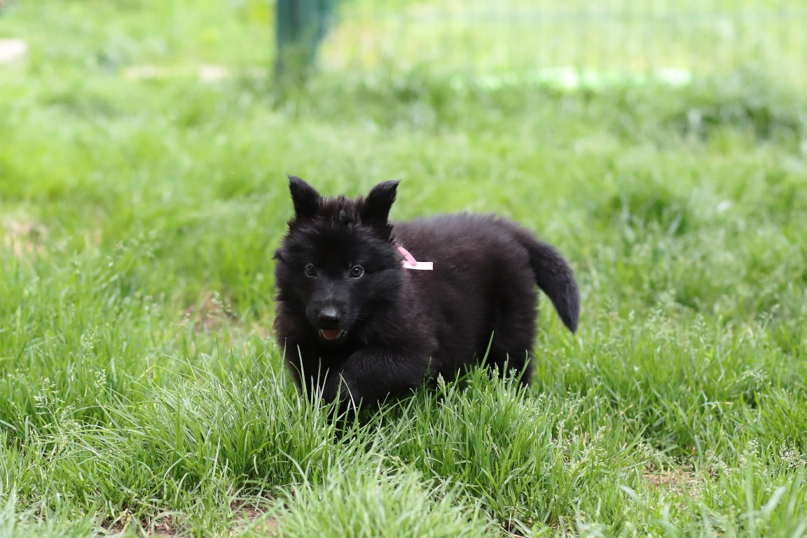 De Viknane - Chiots disponibles - Berger Allemand Poil Long