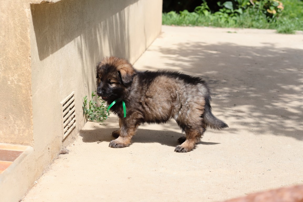De Viknane - Chiots disponibles - Berger Allemand Poil Long
