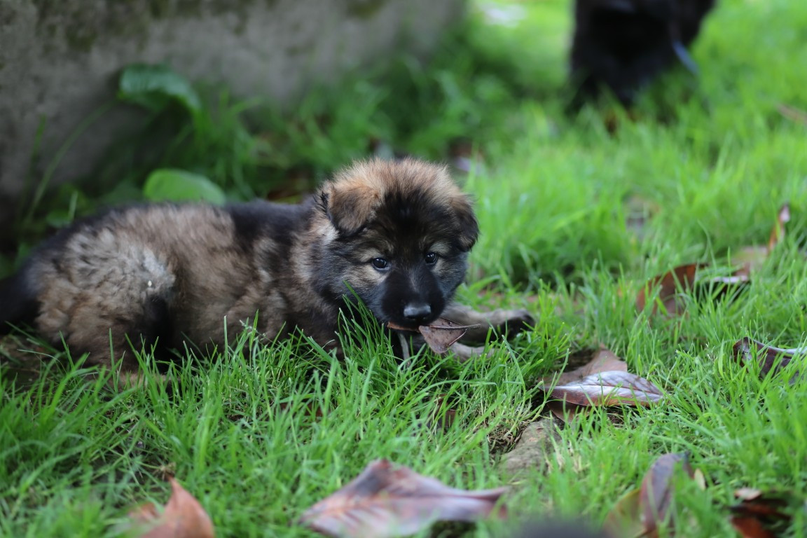 De Viknane - Chiots disponibles - Berger Allemand Poil Long