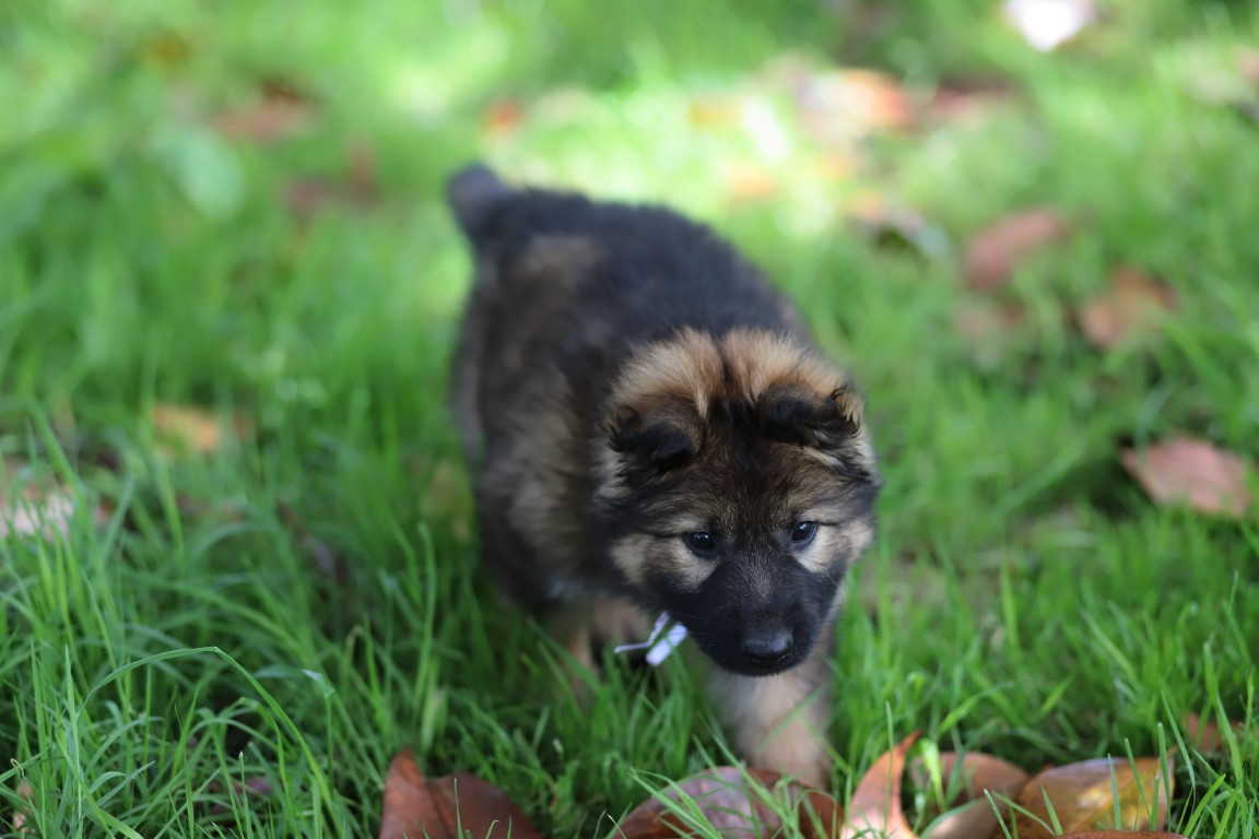 De Viknane - Chiots disponibles - Berger Allemand Poil Long