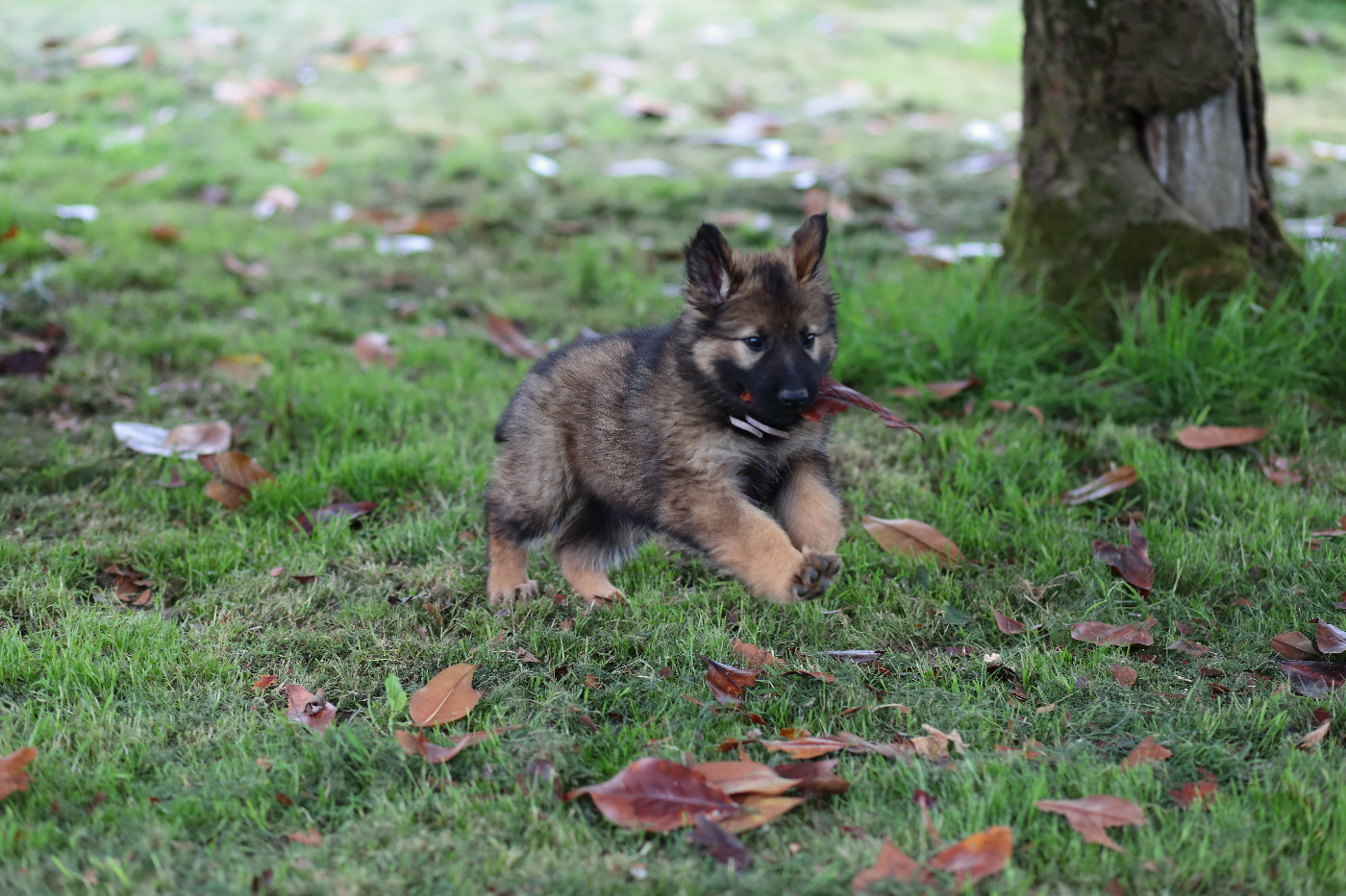 De Viknane - Chiots disponibles - Berger Allemand Poil Long