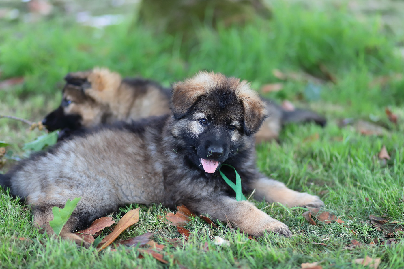 De Viknane - Chiots disponibles - Berger Allemand Poil Long