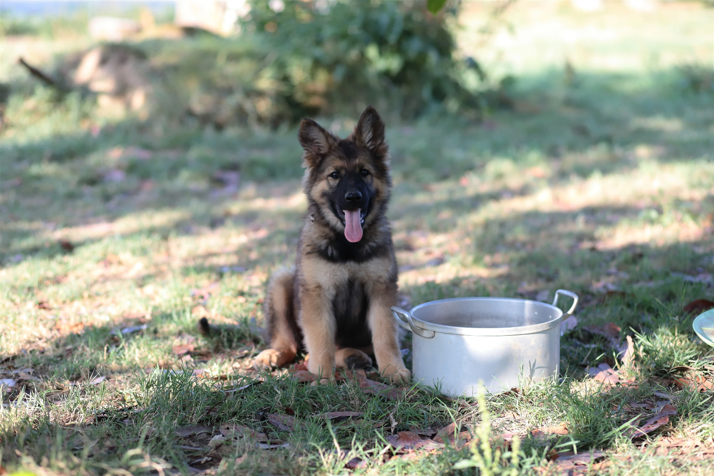 De Viknane - Chiots disponibles - Berger Allemand Poil Long