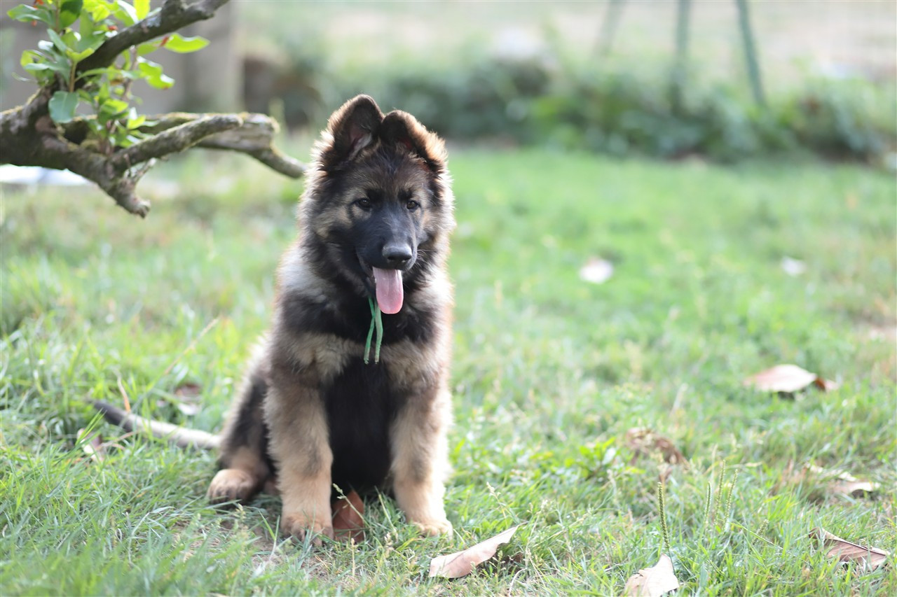 De Viknane - Chiots disponibles - Berger Allemand Poil Long