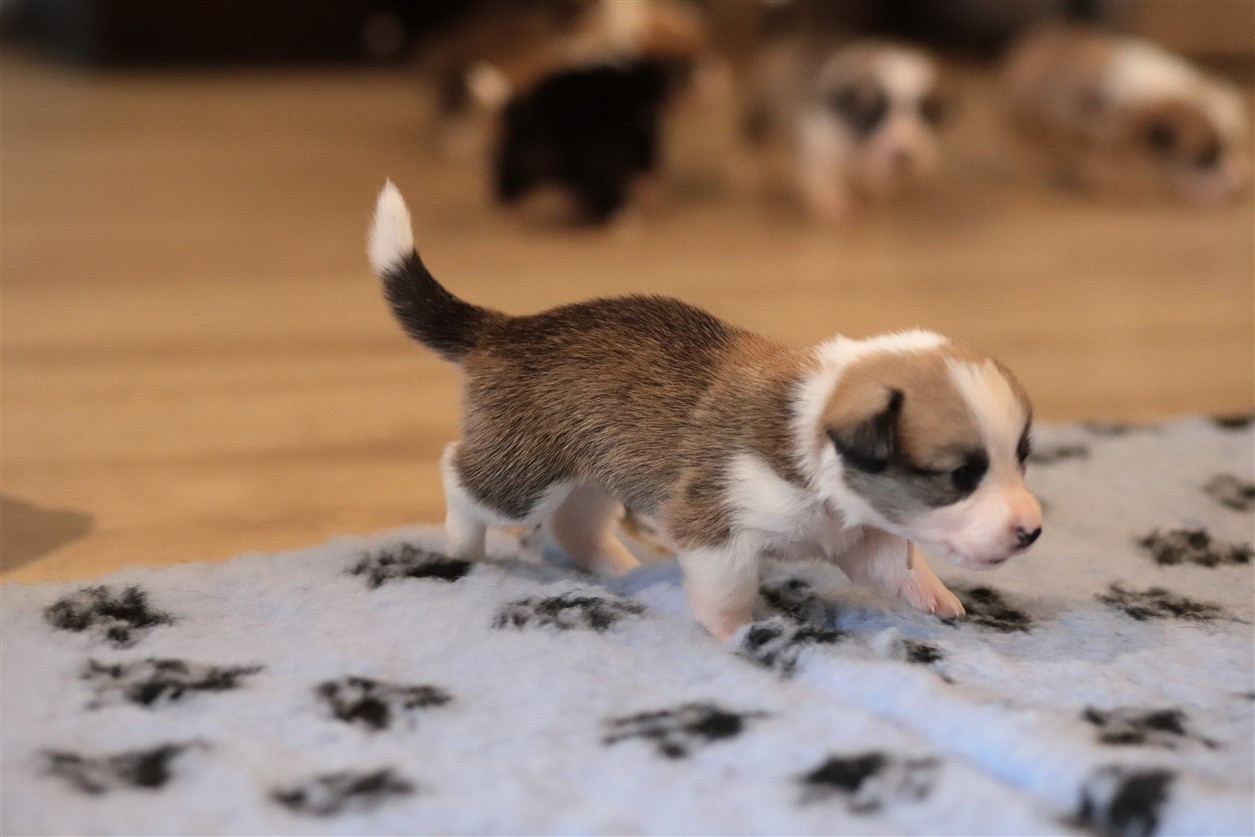 De Viknane - Chiots disponibles - Welsh Corgi Pembroke