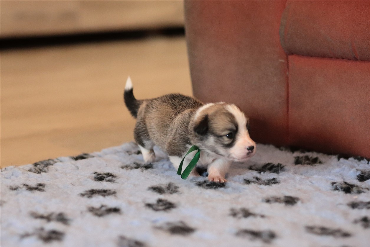 De Viknane - Chiots disponibles - Welsh Corgi Pembroke