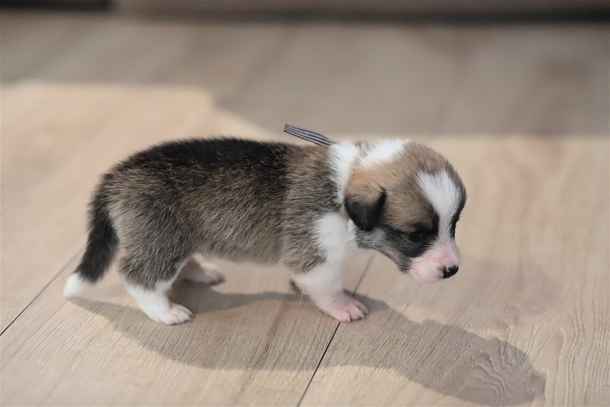 De Viknane - Chiots disponibles - Welsh Corgi Pembroke