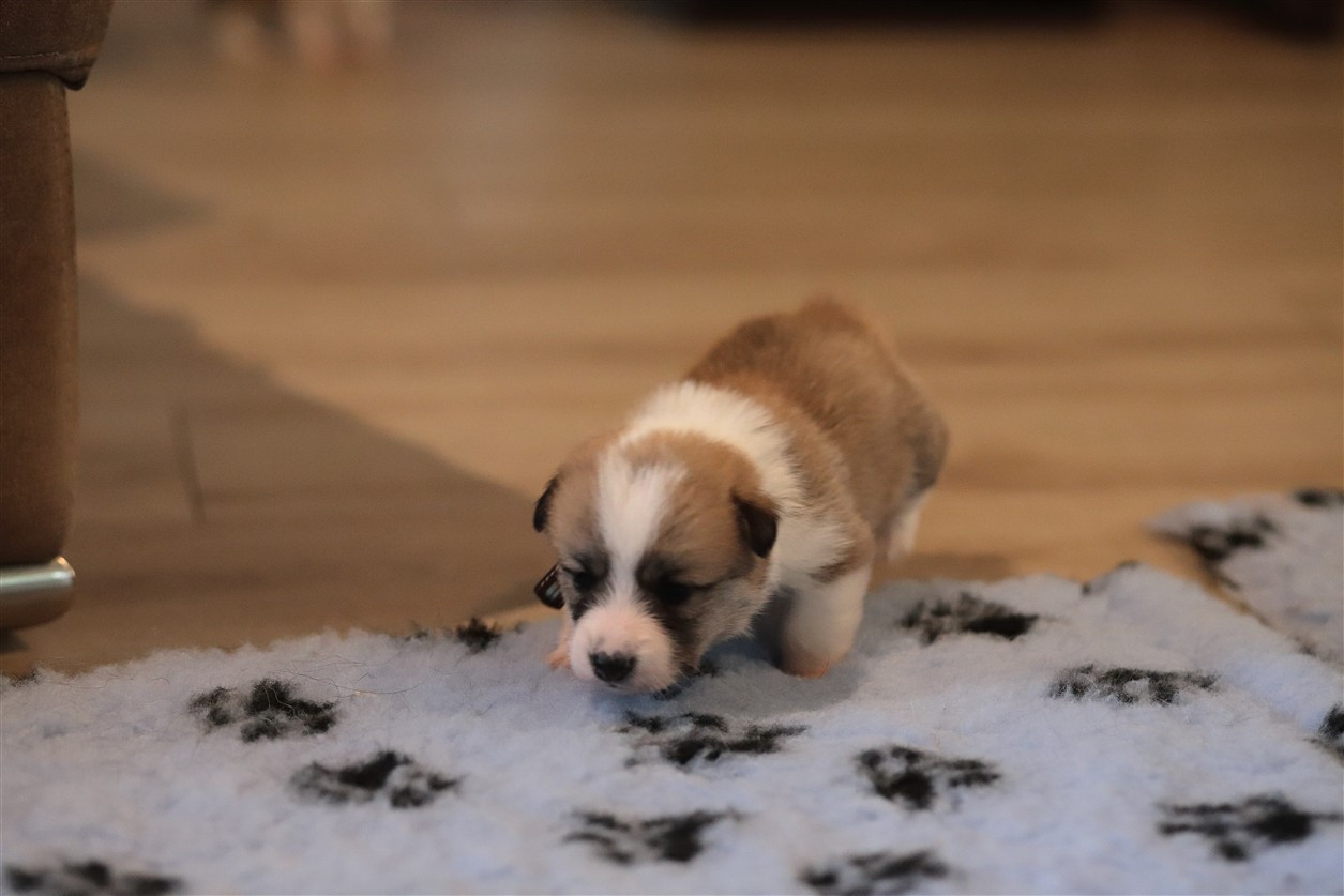 De Viknane - Chiots disponibles - Welsh Corgi Pembroke