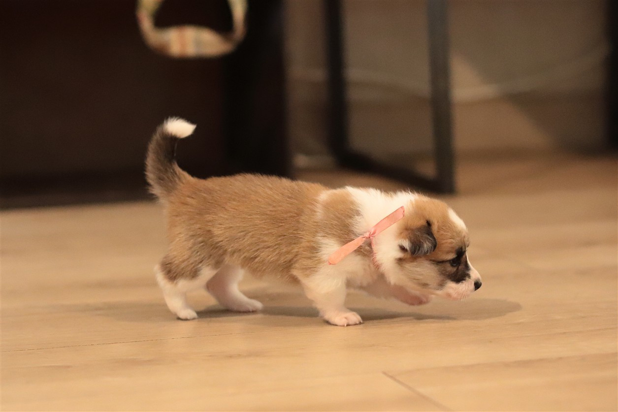 De Viknane - Chiots disponibles - Welsh Corgi Pembroke
