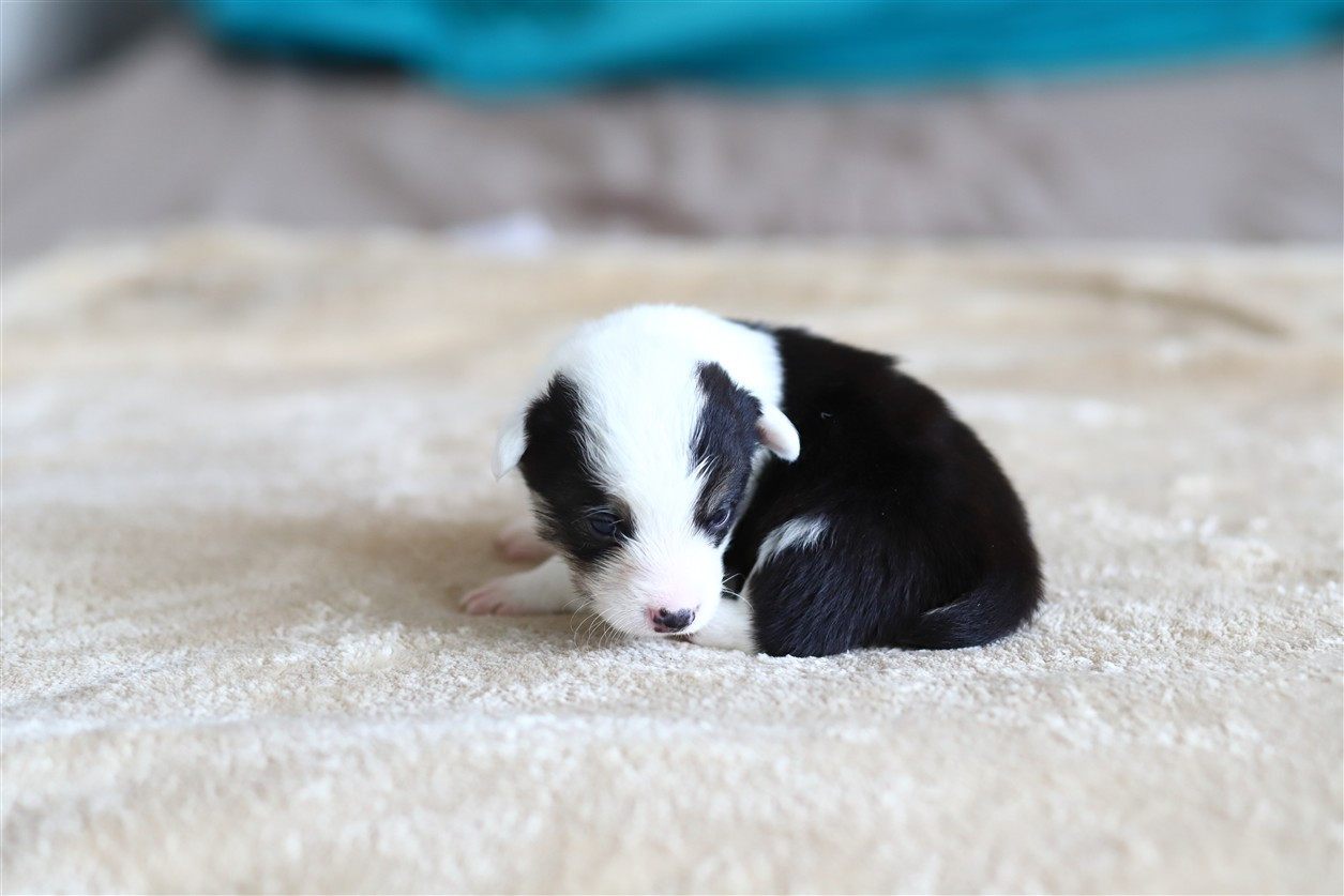 De Viknane - Chiots disponibles - Welsh Corgi Pembroke