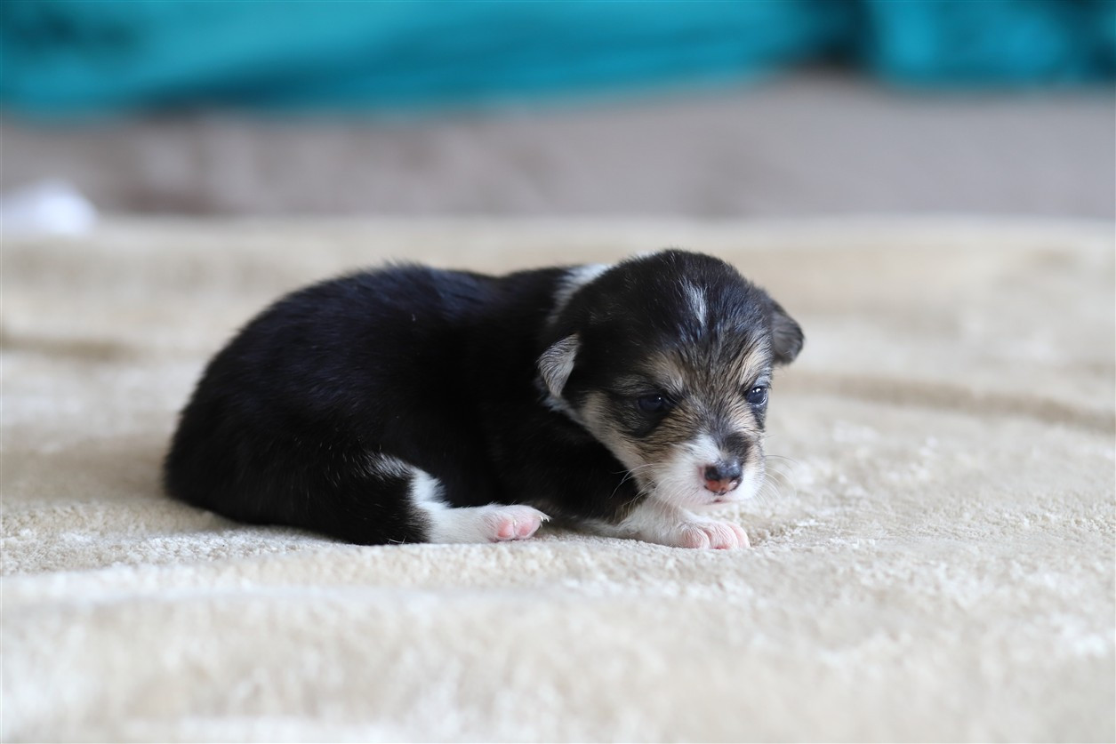 De Viknane - Chiots disponibles - Welsh Corgi Pembroke