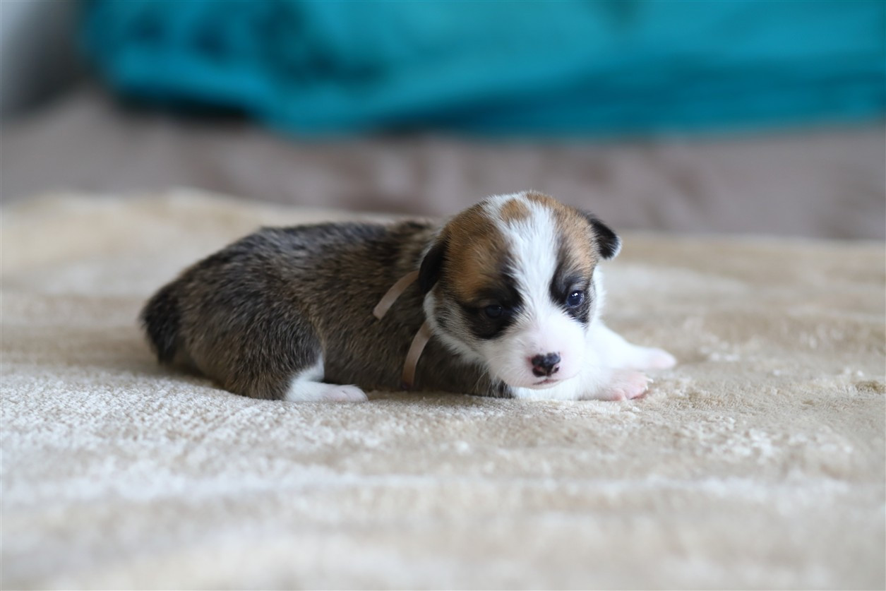 De Viknane - Chiots disponibles - Welsh Corgi Pembroke