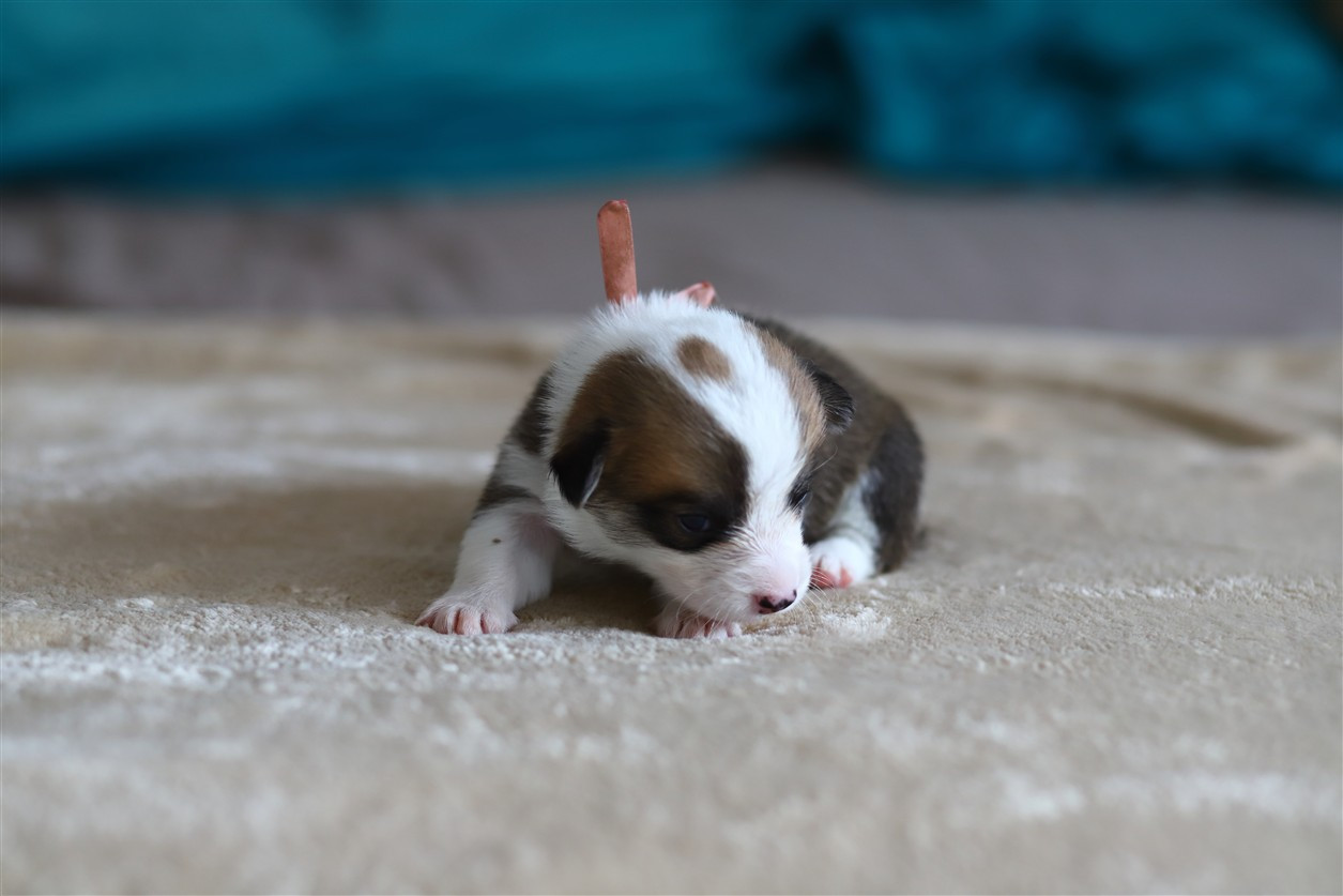 De Viknane - Chiots disponibles - Welsh Corgi Pembroke